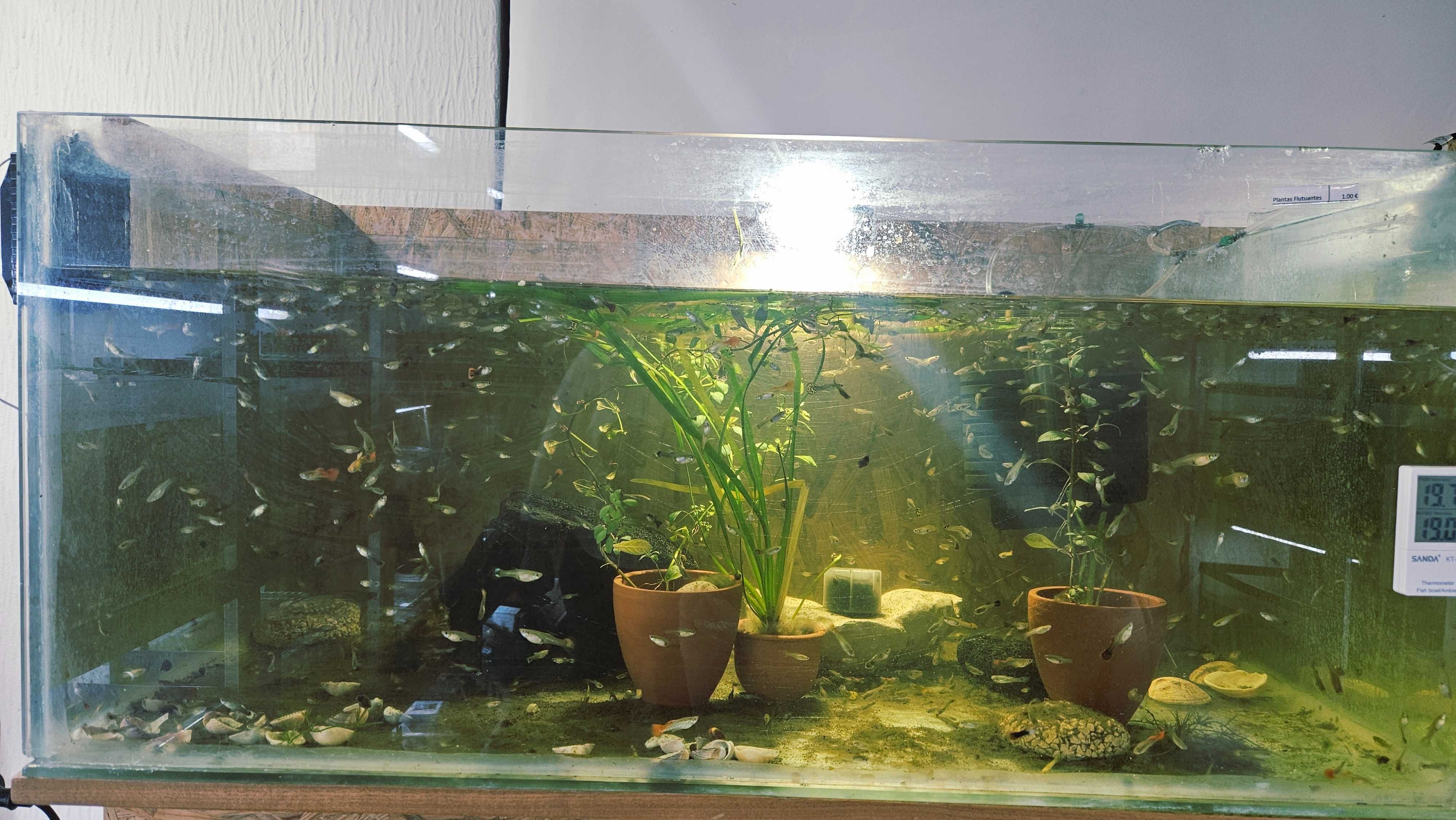 Peixes de Estimação ArrobaFish