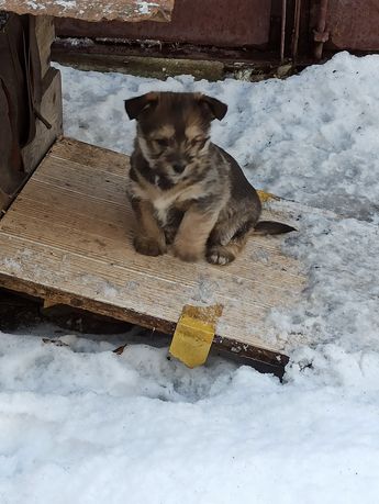 Щенок в добрые руки