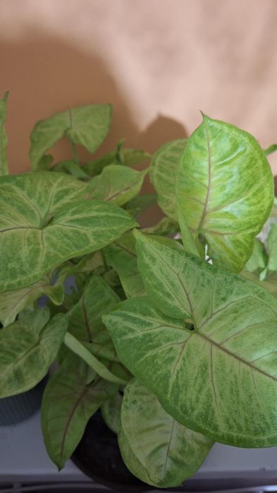 Monstera, syngonium, trzykrotki