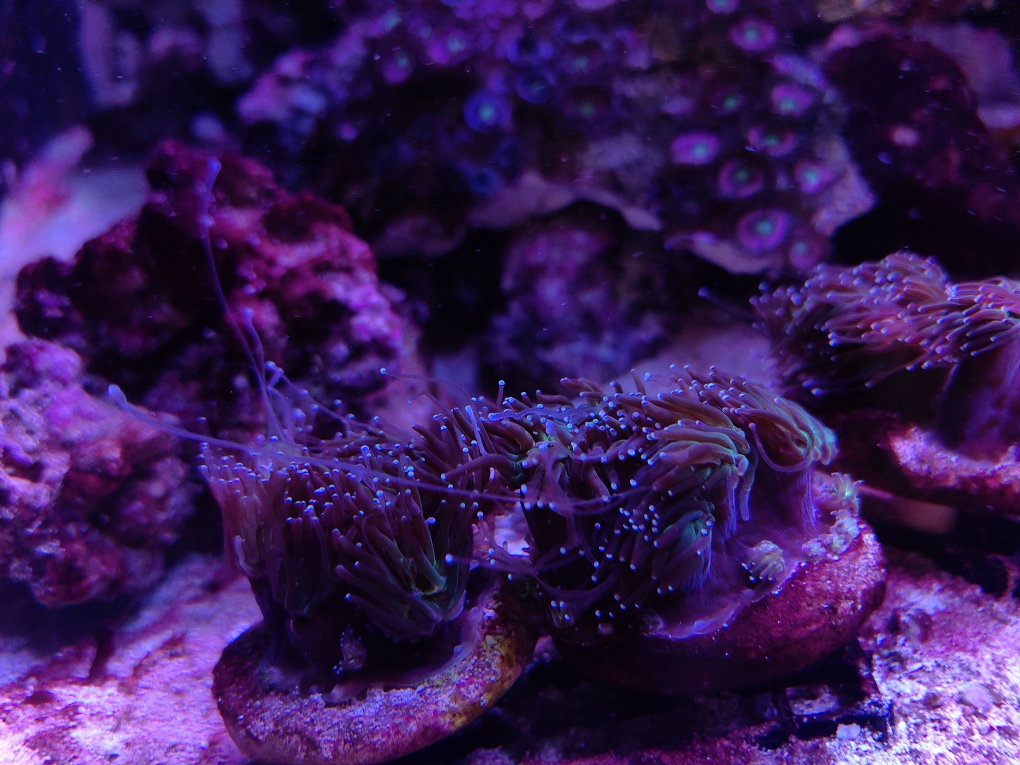 Koralowiec Galaxea Bicolor