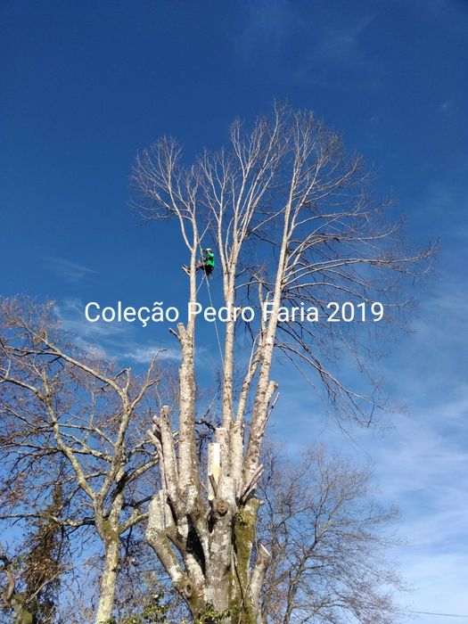 Poda , Corte  controlado Arvores por escalada