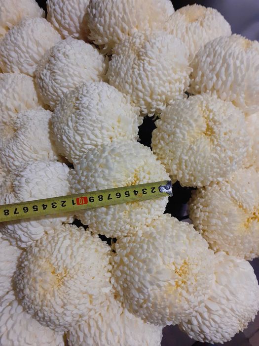 Chryzantemy cięte Creamist