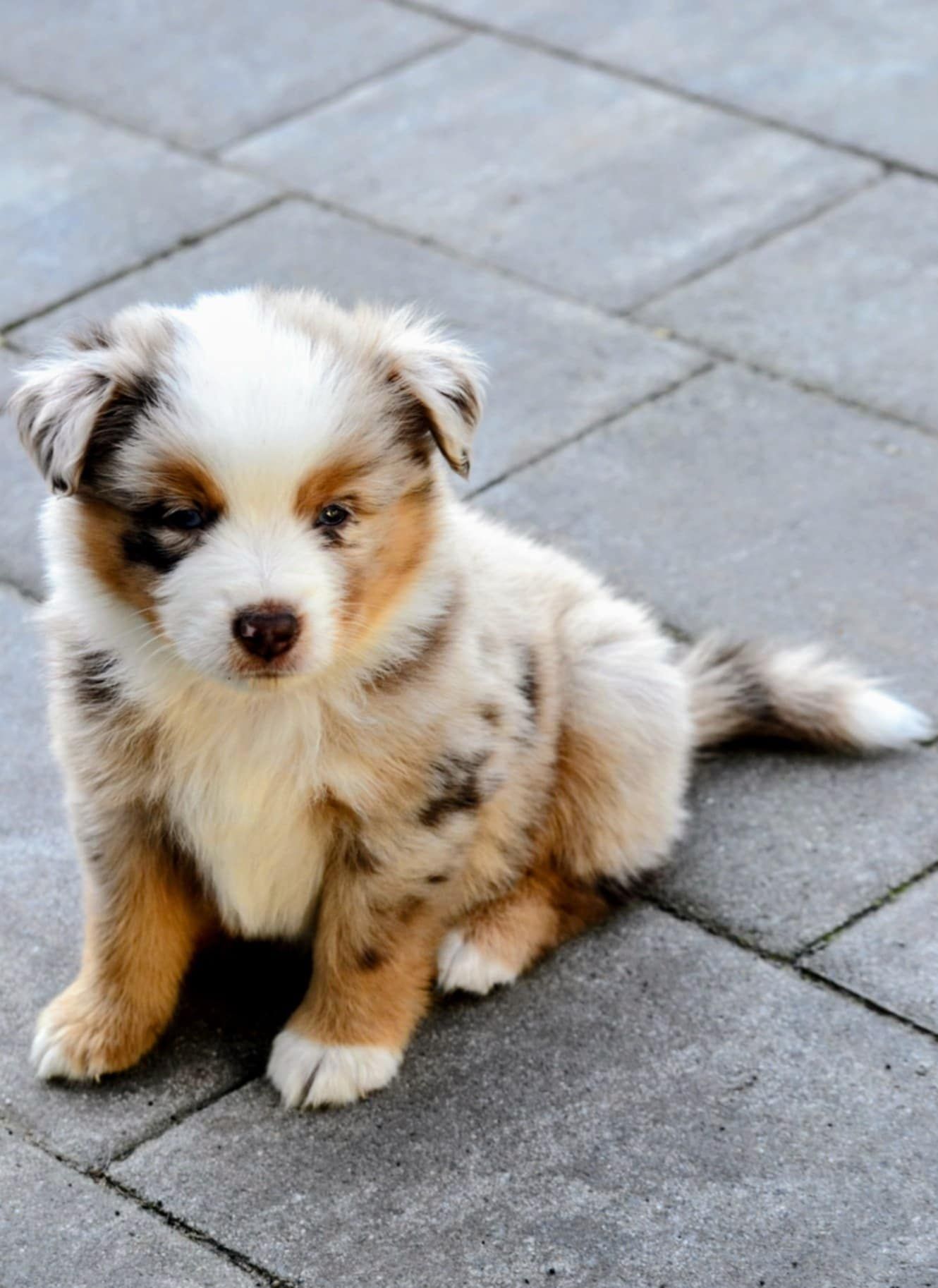 Miniaturowy Owczarek Amerykański MAS - Red Merle chłopiec