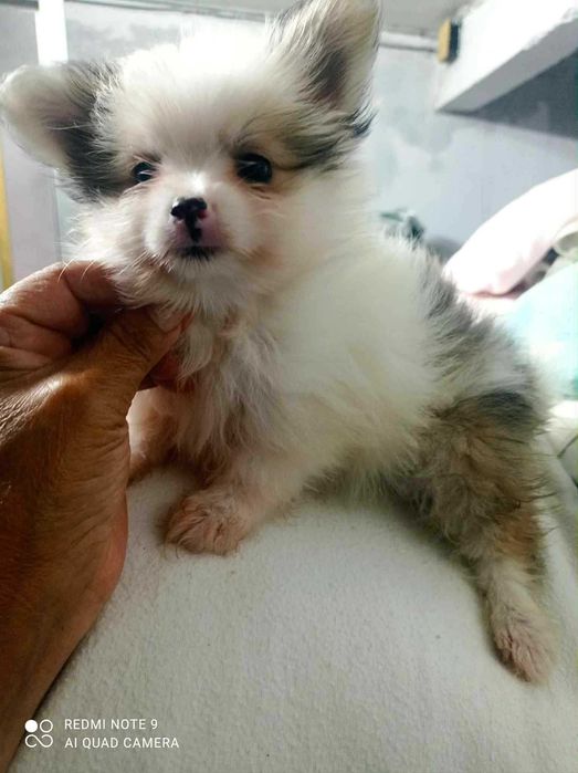 Lulu da Pomerania acasalamento acidental com Yorkshire Terrier