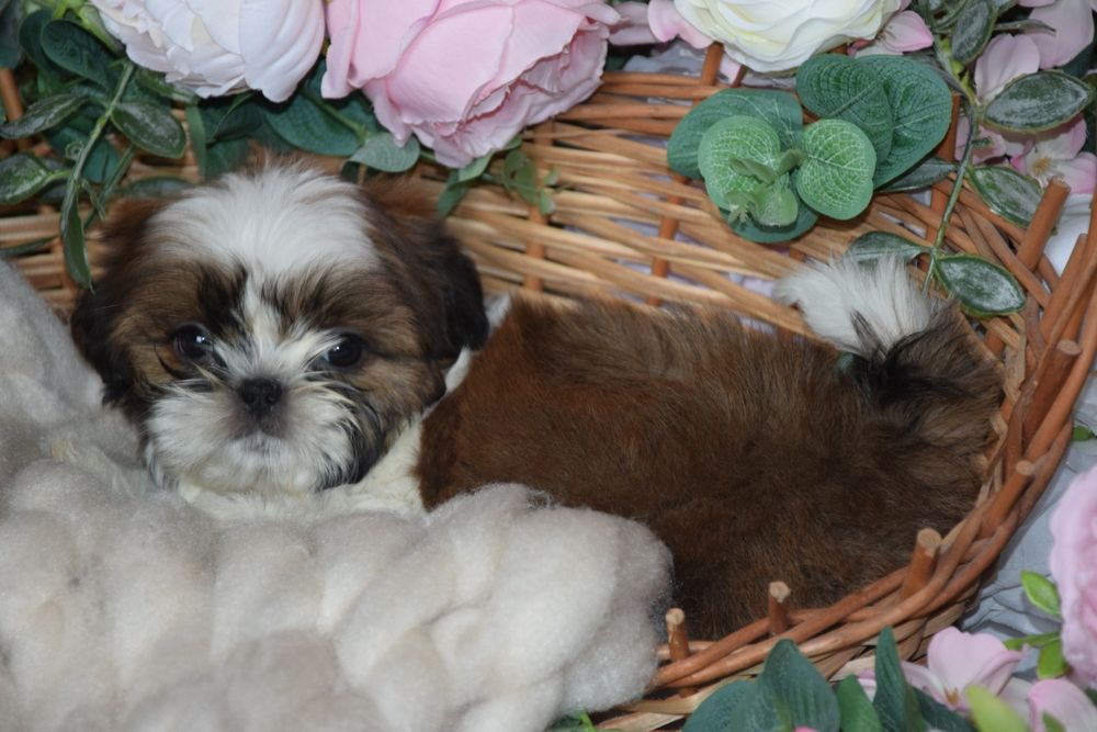 Felix Shih Tzu pies szczeniak rodowód uroda UBEZPIECZENIE