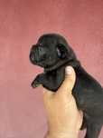 Buldogue Francês Menina