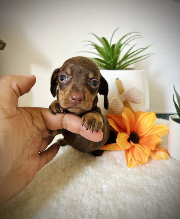 Excelente menino teckel kanichen chocolate