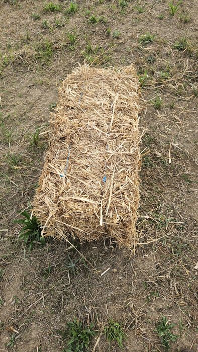 Palha de aveia e azevem