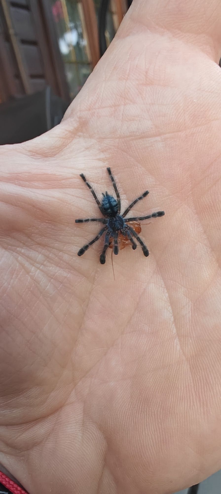 Caribena Versicolor L2/3