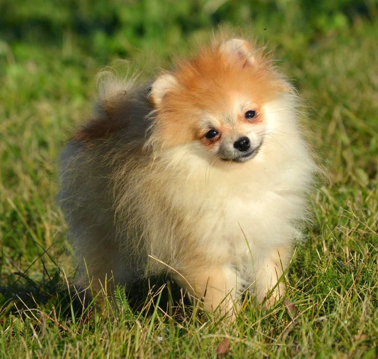 Szpic Miniaturowy Pomeranian Wolt ZKwP FCI rodowód piękny