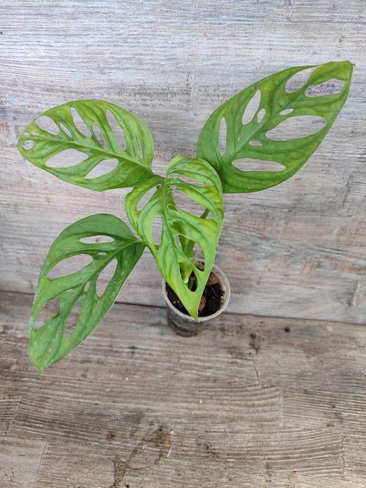 Монстера Адансона monstera adansonii, mint, variegated