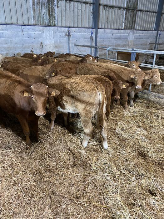 Vitelas cx de Limousines