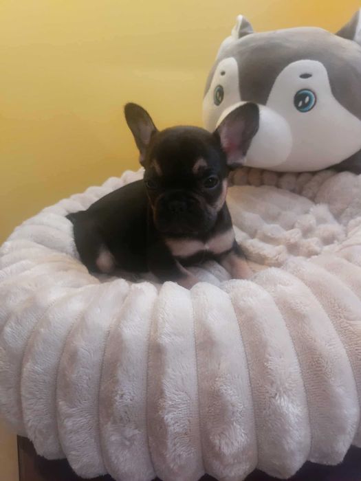 Suczki buldog francuski