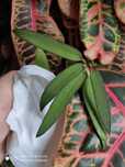 Hoya hoja scortechinii Black margin