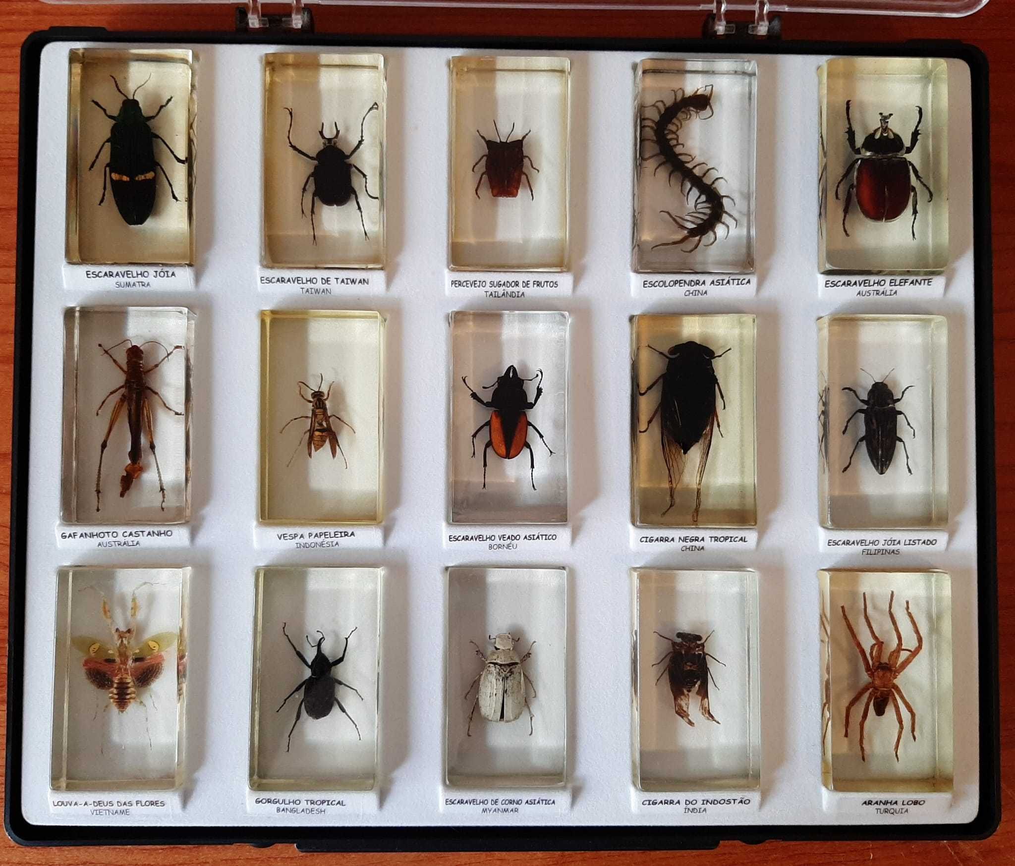 Coleção Bichos - National Geographic
