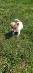 Jack Russell Terrier