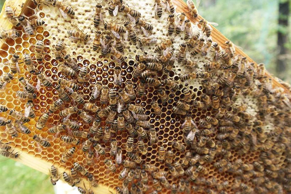 Miód lipowy 1.2 kg świeży i aromatyczny z Pasieki Bartosza