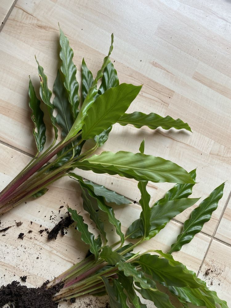 Calatea calathea