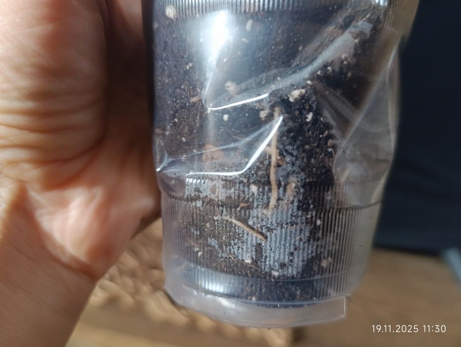 Монстера Адансона