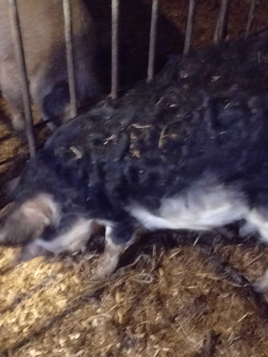 Угорська мангалиця