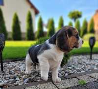 Beagel Piesek Tricolor