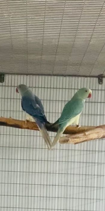 Ring Necks varias mutações