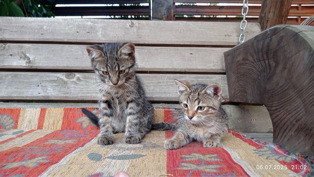 Відам в добрі руки кошенята