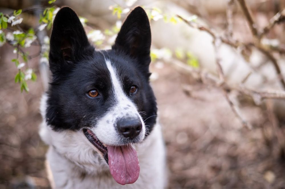 Przepiękny, bardzo inteligentny i łagodny pies jak husky. Czarno biały