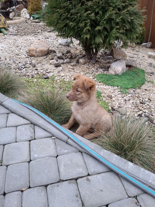 Цуценя щеня риженьке, пухнасте 3 міс