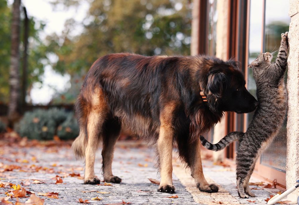 Cachorro, cães Serra da Estrela