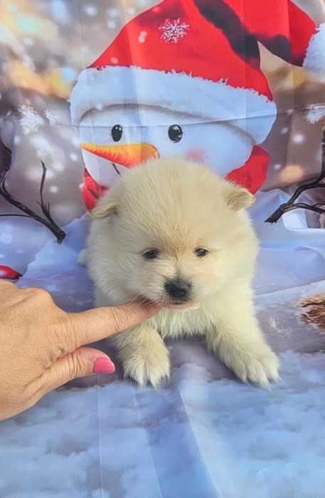 Spitz Alemão menino