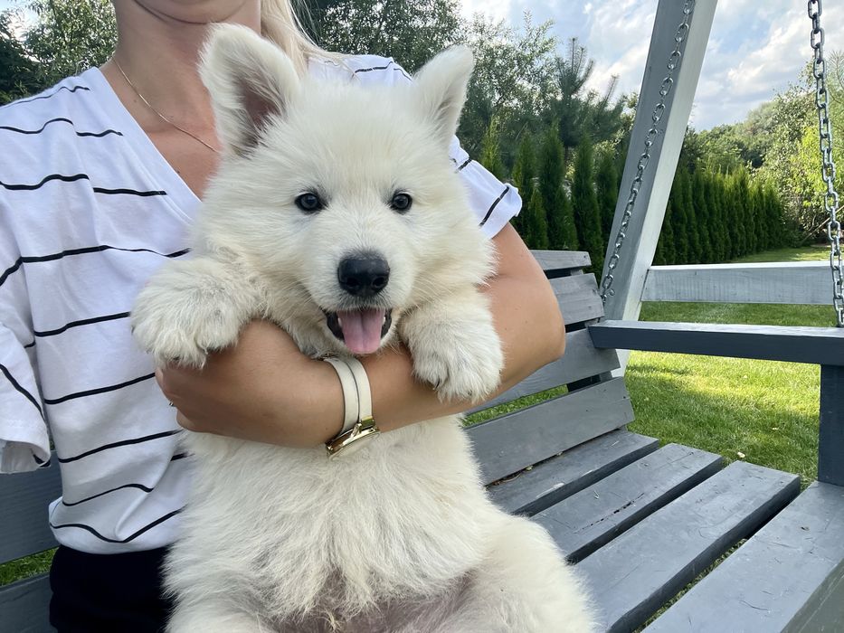 Szczeniak gotowy do odbioru- Biały Owczarek Szwajcarski!