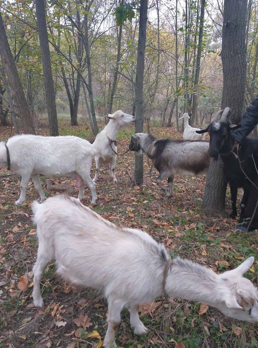 Високоудойні кози, молоді кози