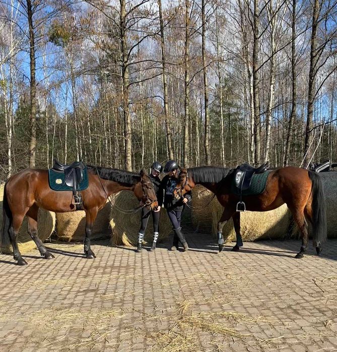 Przyjacielska i misiowata 7 -letnia klacz LouLou New Port