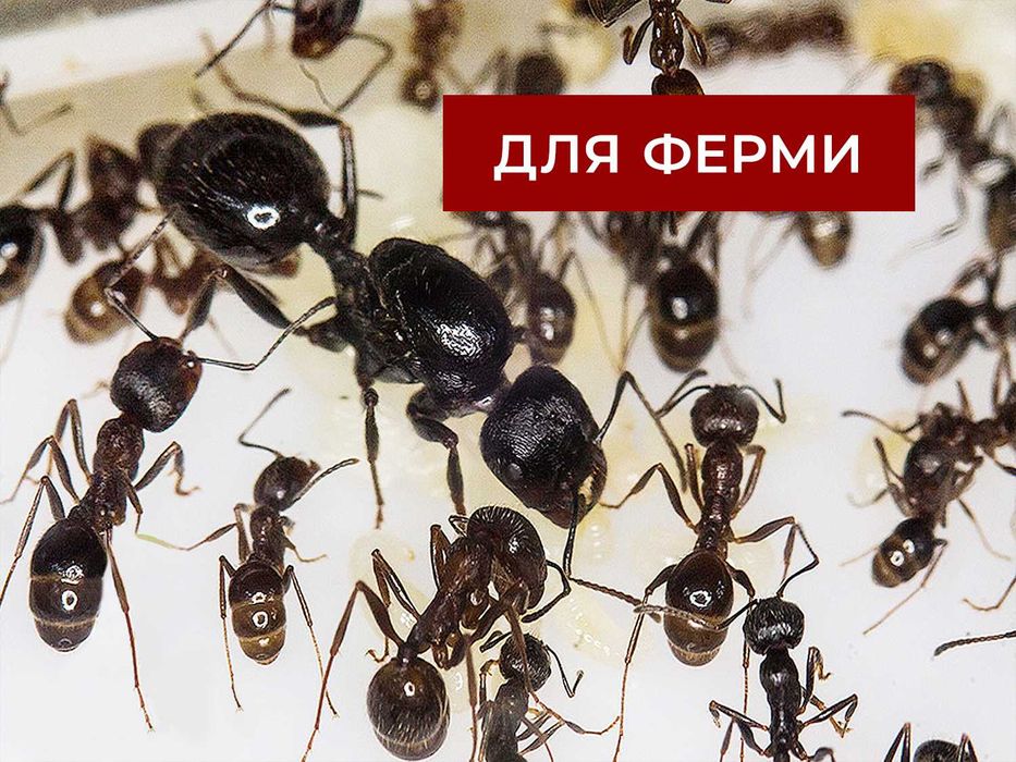 Колонії 30 - 40 робітників + матка, Жнеці, Messor Structor