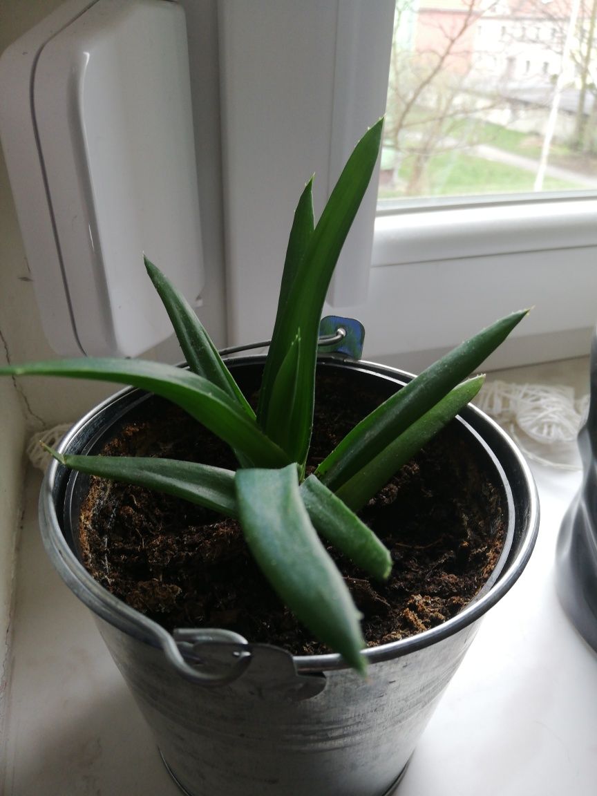 Aloes bardzo zdrowa roślina