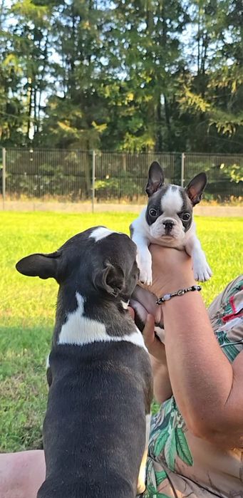 Boston Terrier ZKwP FCI