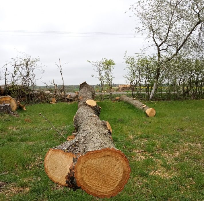 Dąb na materiał, dwie kłody