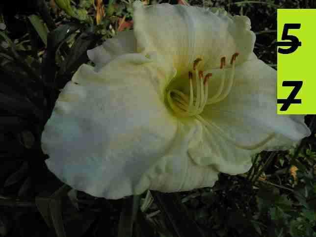 Liliowce -Liliowiec
