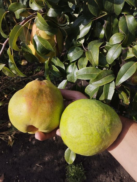 Саджанці з розсадника – оптом і в роздріб по всій Україні