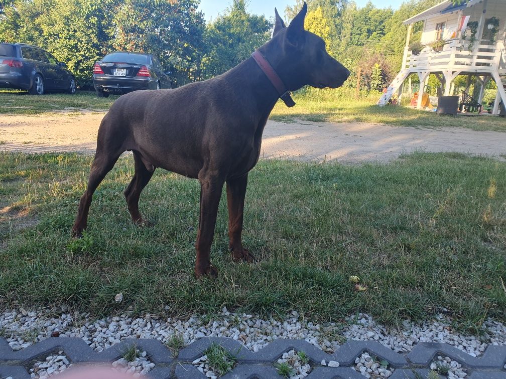 Doberman suczka za 3 tyg gotową do odbioru