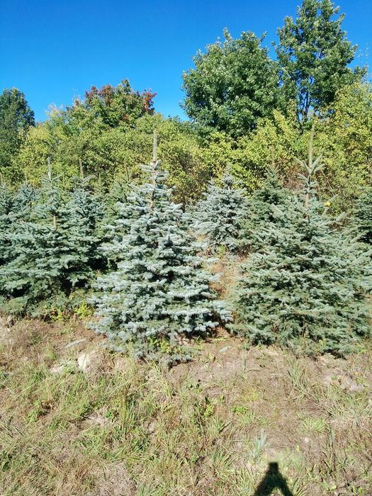Świerk srebrny – piękne choinki na sprzedaż, hurt i detal, rabaty
