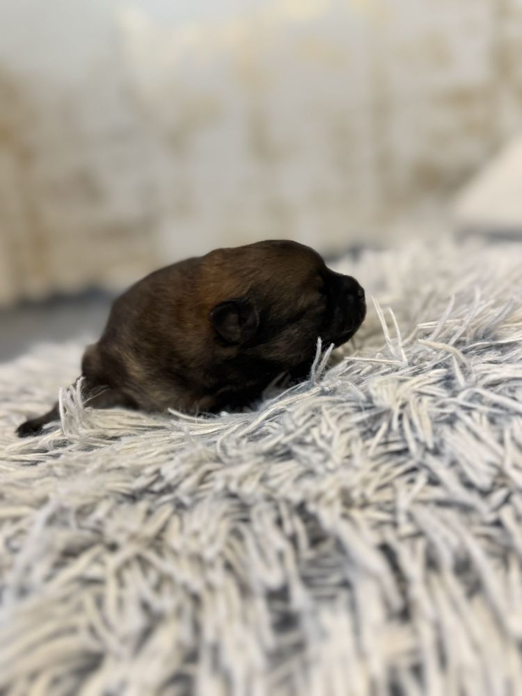 Szpic miniaturowy pomeranian dziewczynka