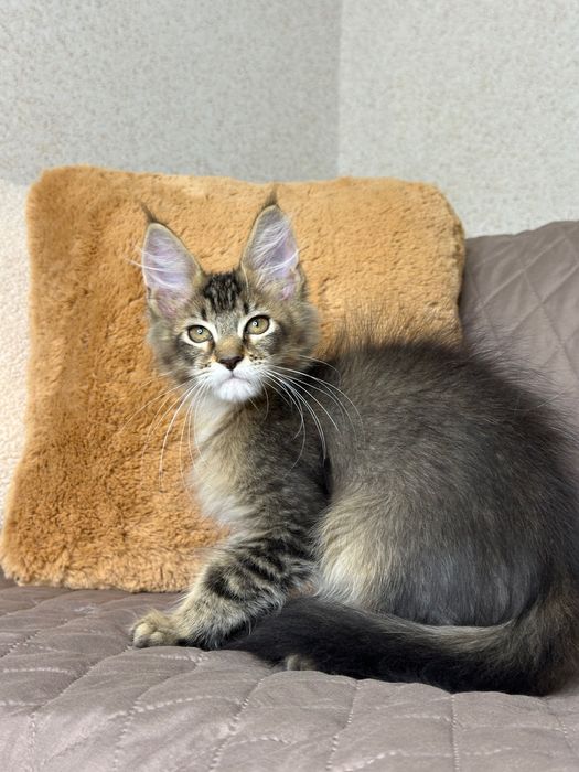 Sienna-Kotka Maine Coon