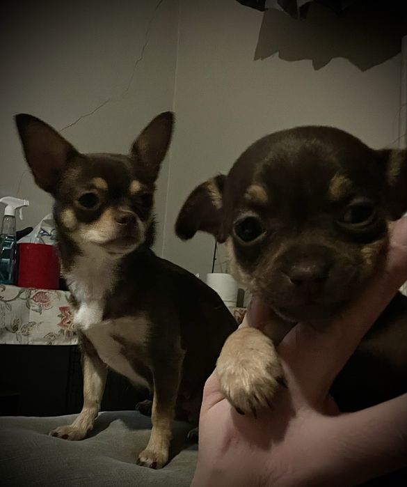 Sunia chihuahua krótkowłosa  czekoladowa