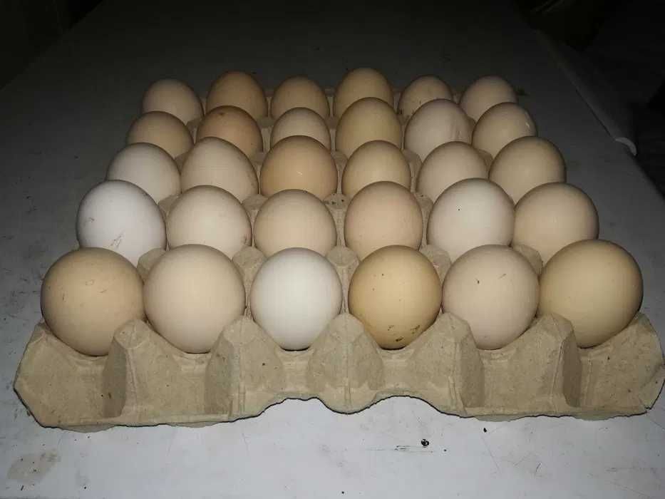 Jaja Wiejskie (Mława)