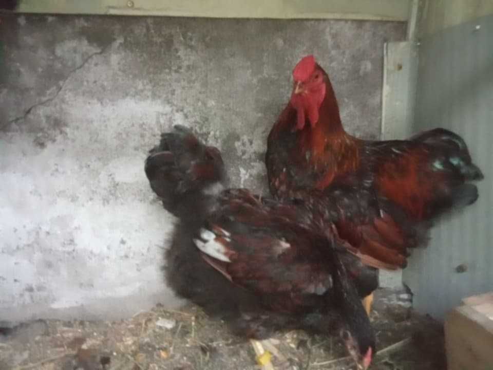 Ovos para incubação
