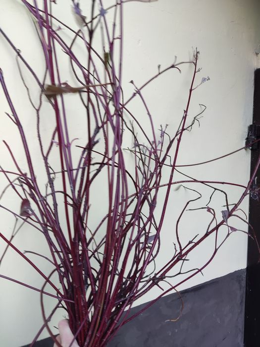 Czerwone gałązki patyczki derenia do stroików kompozycji