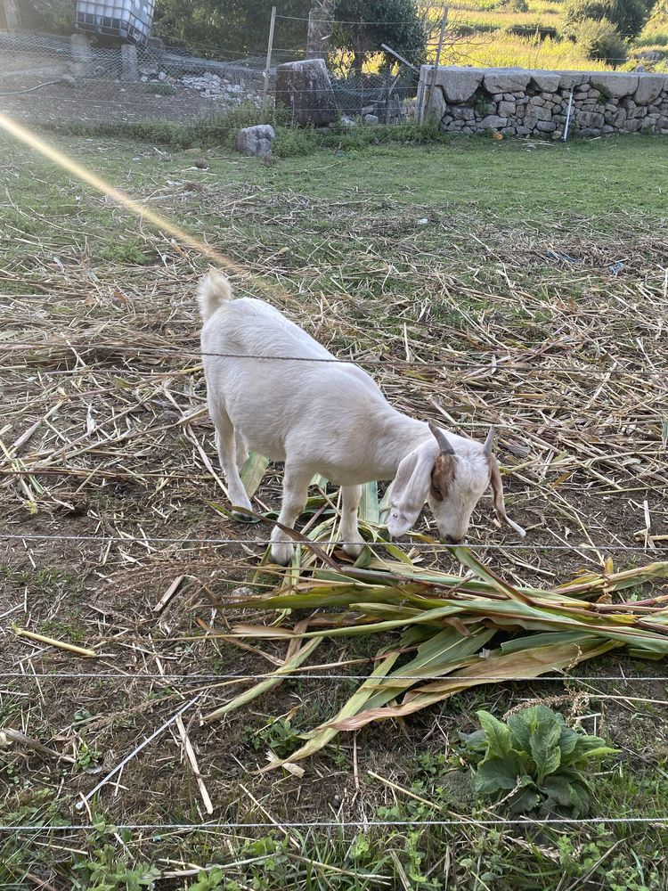 Cabrita boer puro