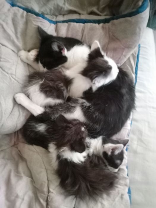 Кошенята у люблячі родини